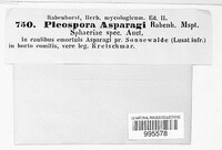 Stemphylium vesicarium image